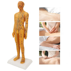 ZJchao acupoint model accessory bundle includes book and hanging chart