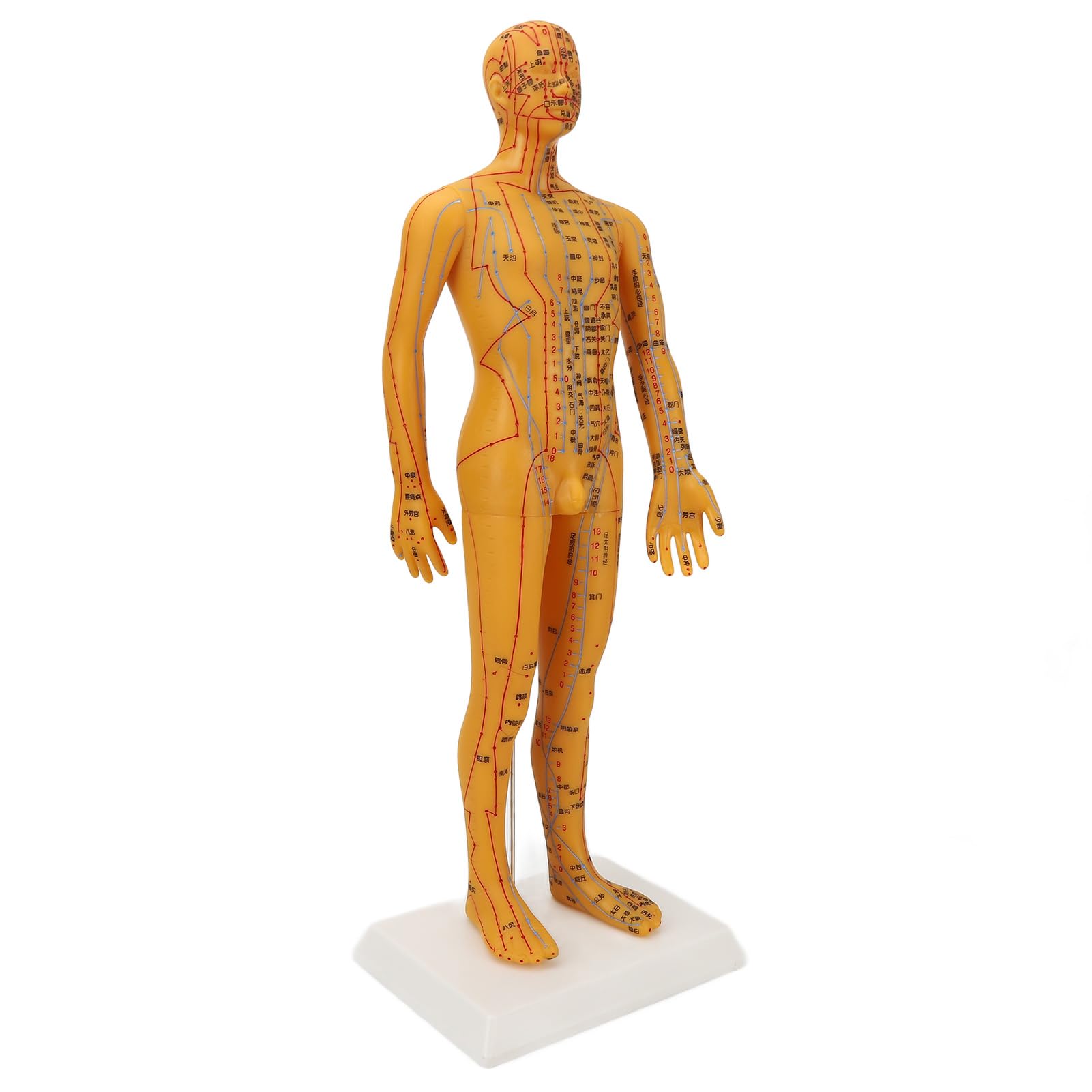 ZJchao acupoint model front view for classroom demonstrations and practice