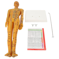 ZJchao acupoint model meridian texture supports visual learning