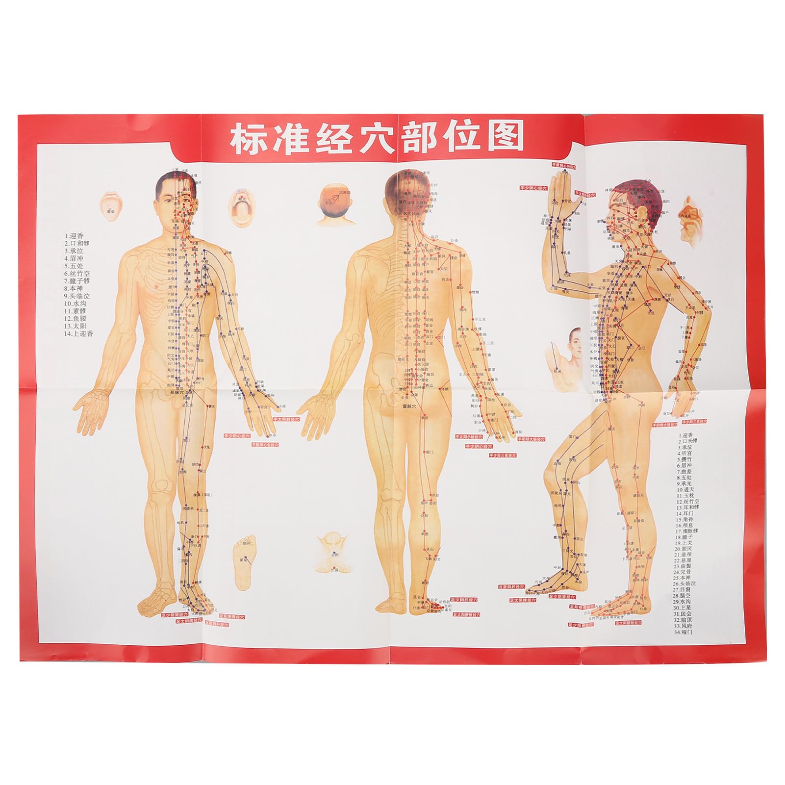 ZJchao acupoint model PVC material ensures durable teaching tool