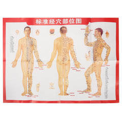 ZJchao acupoint model PVC material ensures durable teaching tool
