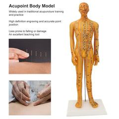 ZJchao acupoint model side view shows accurate proportions for study