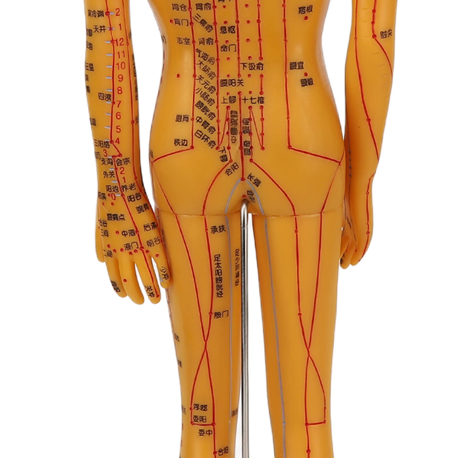 ZJchao acupoint model 53cm size enhances realism for demonstrations