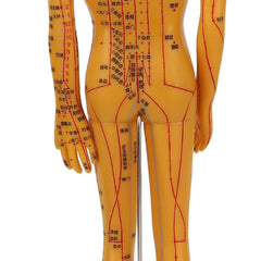 ZJchao acupoint model 53cm size enhances realism for demonstrations