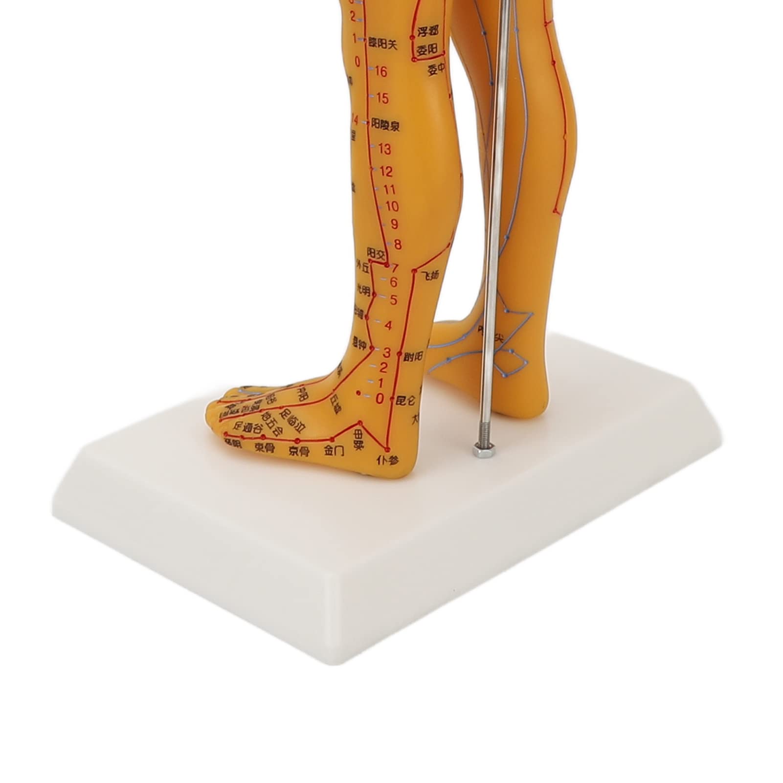ZJchao acupoint model ideal for student training and classroom use